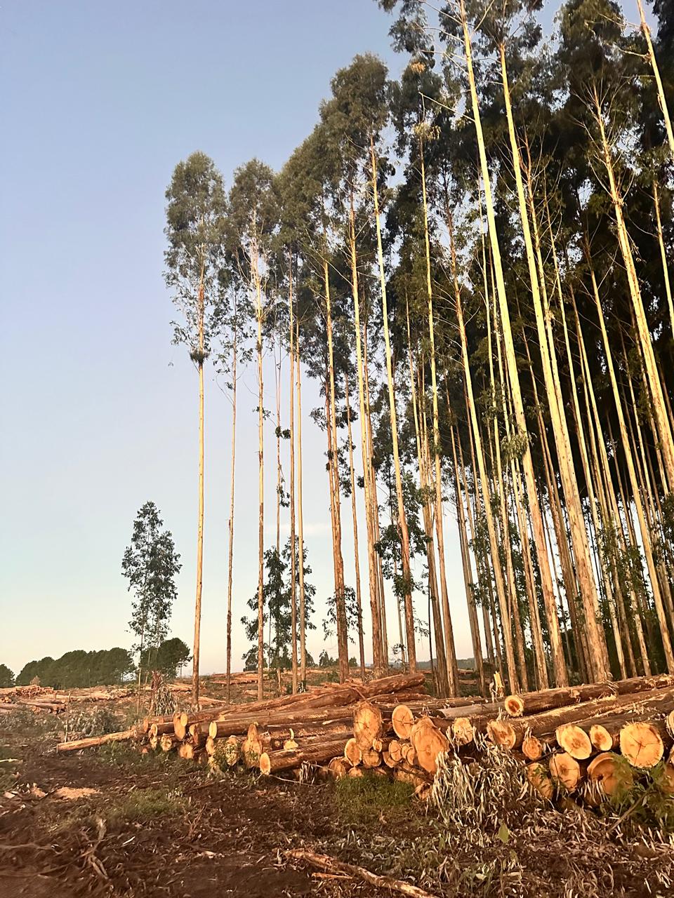 Colheita Florestal