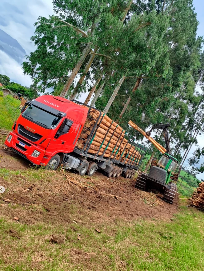 Colheita florestal com máquina em operação