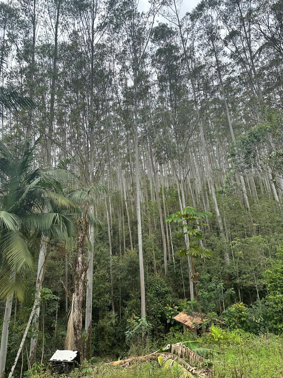Compra e Venda de Florestas