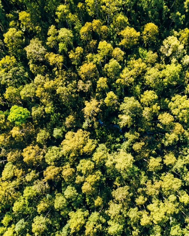 Compra e Venda de Florestas