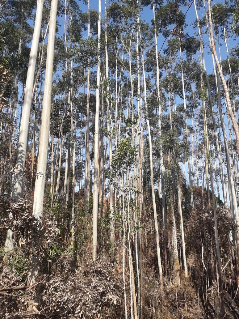 Gestão de Ativos Florestais