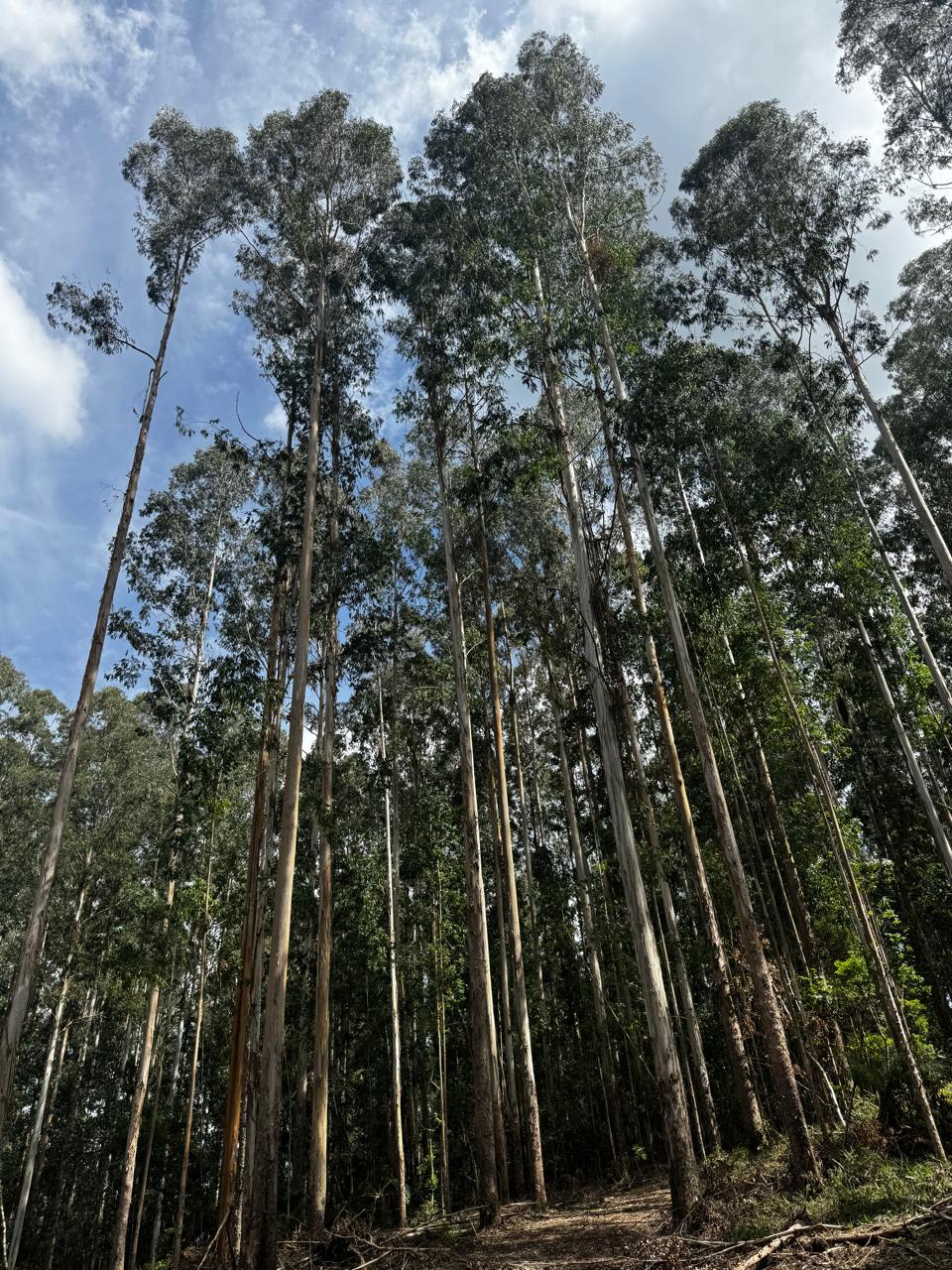 Gestão de Ativos Florestais