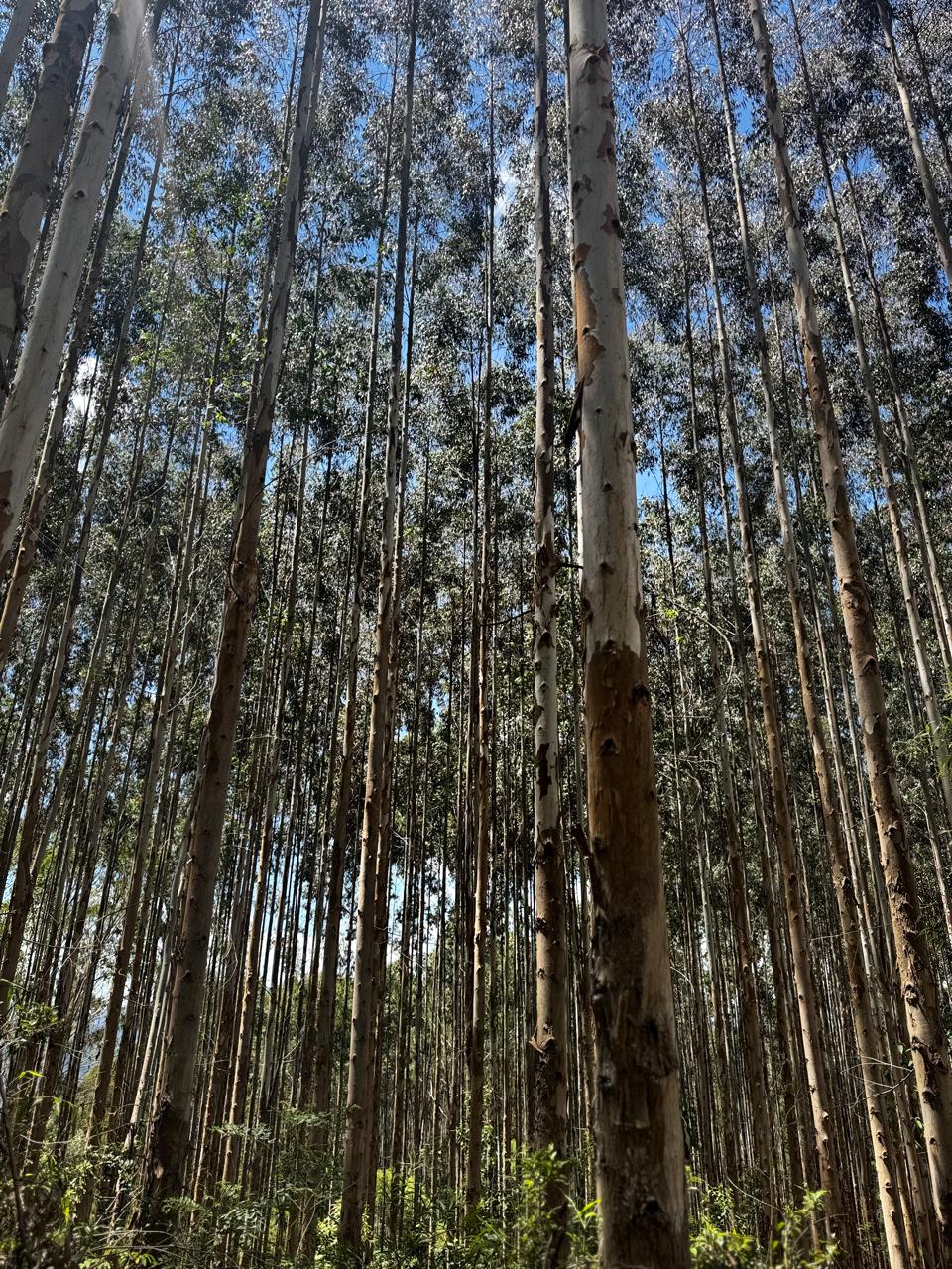 Gestão de Ativos Florestais