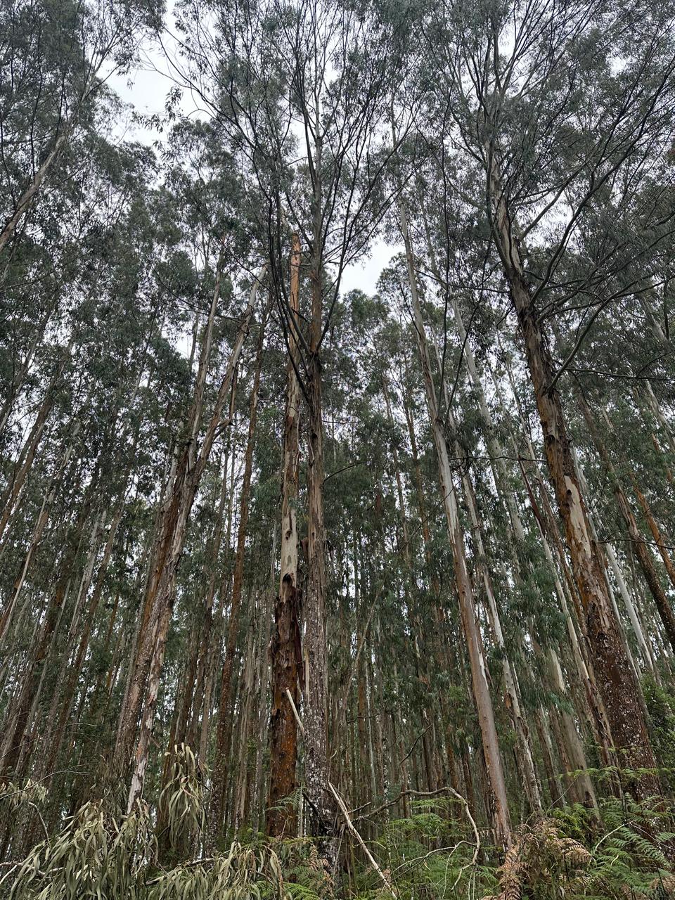 Gestão de Ativos Florestais