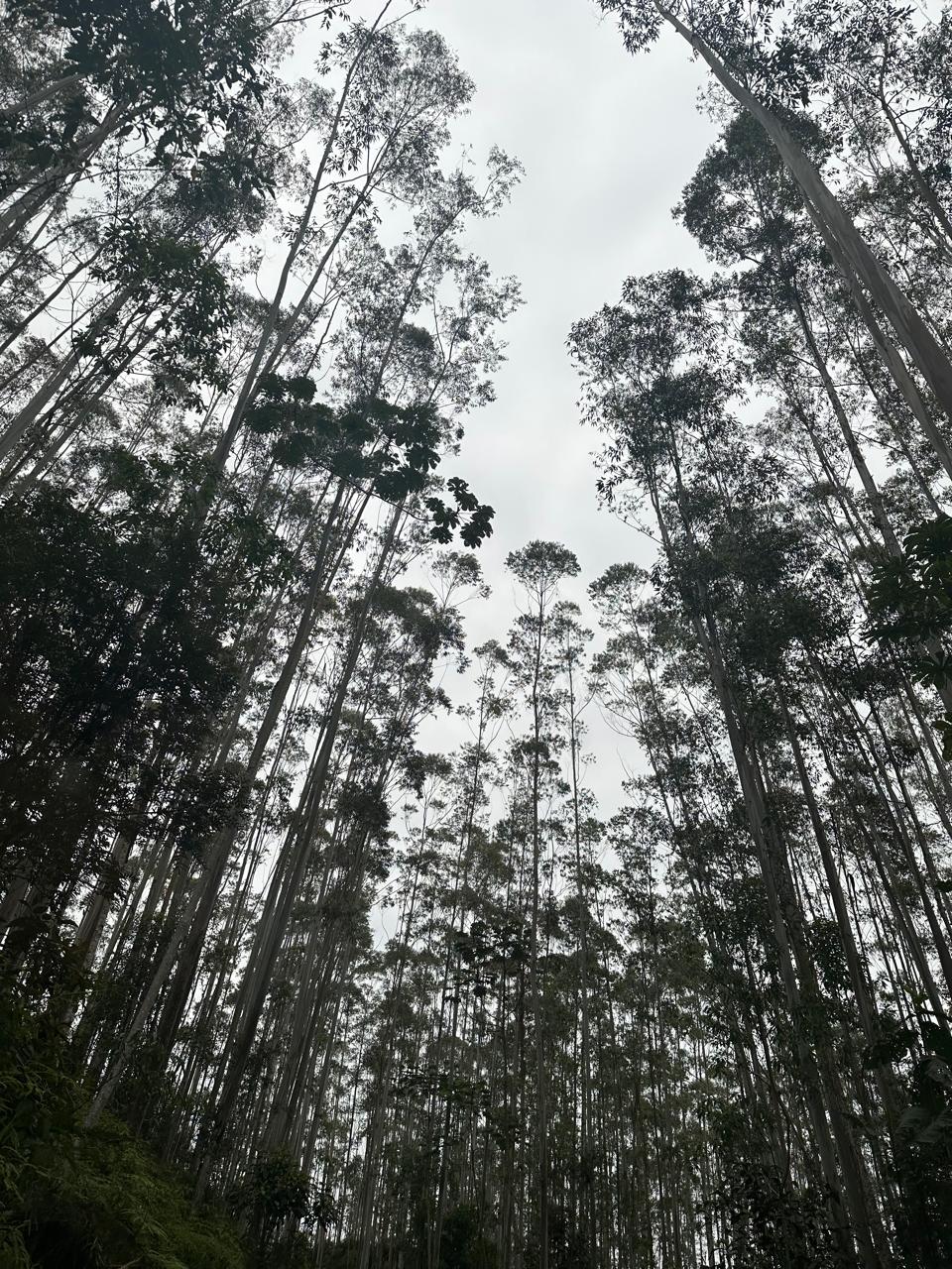 Gestão de Ativos Florestais