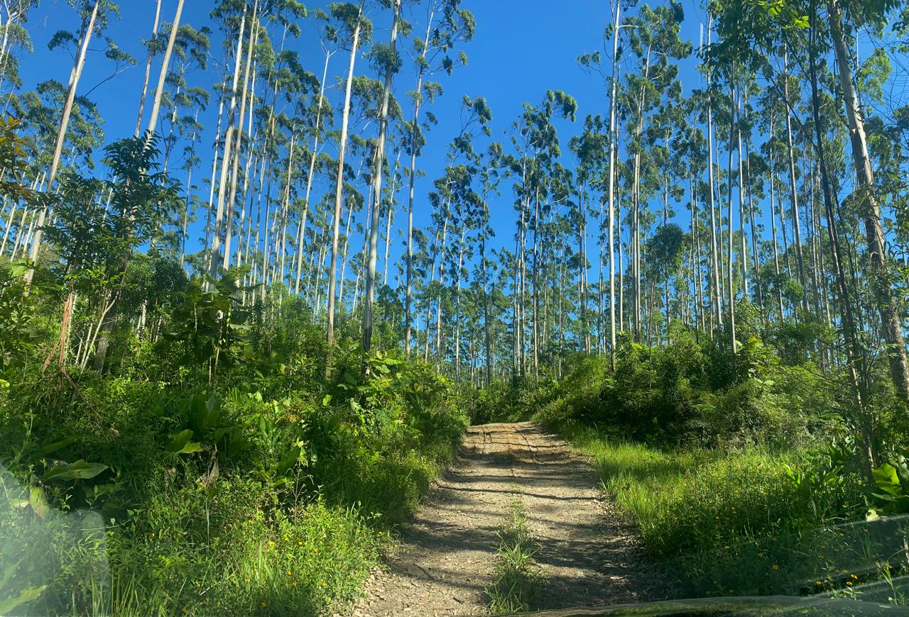 Gestão de Ativos Florestais