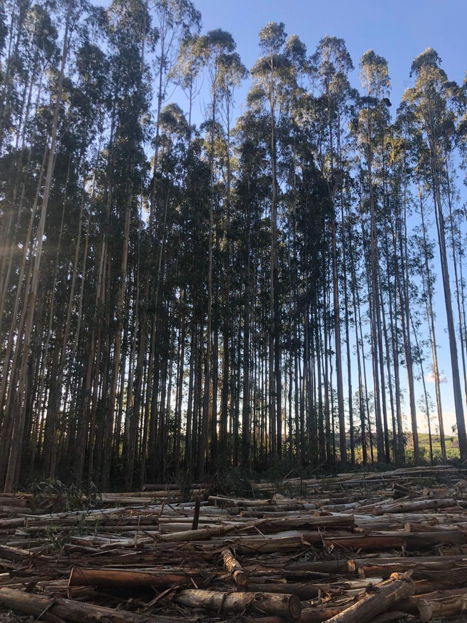 Gestão de Ativos Florestais