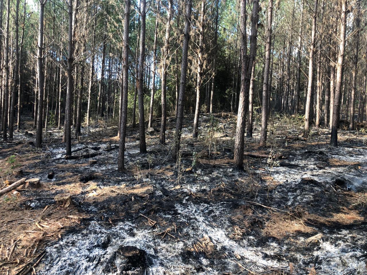 Perícia de dano em área florestal
